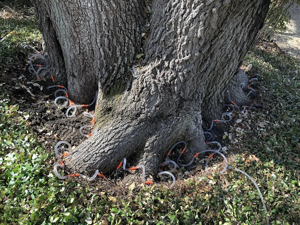 Detailed Tree Cabling and Bracing job site in Nelson